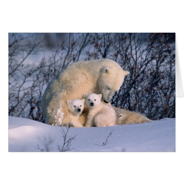Cartão Urso Polar Mãe Sentado com Gêmeos, (Frente Horizontal)