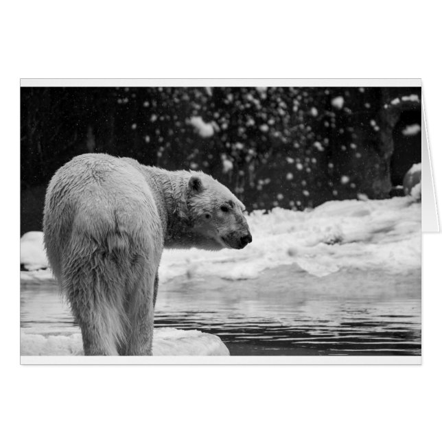 Cartão Urso Polar na neve (Frente Horizontal)