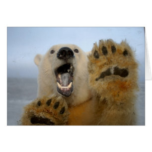 Cartão urso polar, Ursus maritimus, curiosamente olha