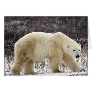 Cartão Urso Polar Ursus maritimus) em Churchill