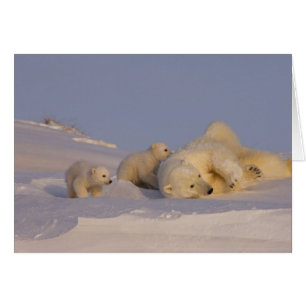 Cartão urso polar, Ursus maritimus, fêmea brincando
