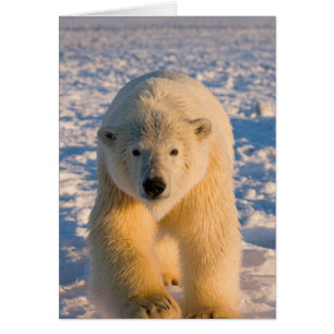 Cartão urso polar, Ursus maritimus, urso polar no gelo