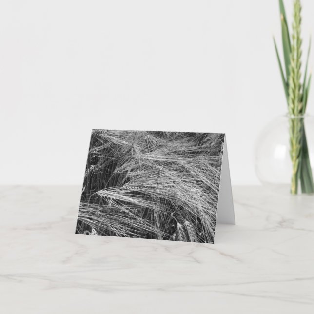 Cartão Ursos de cevada (Hordeum vulgare) (Frente)