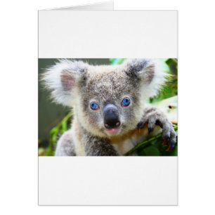 Cartão Ursos de Koala