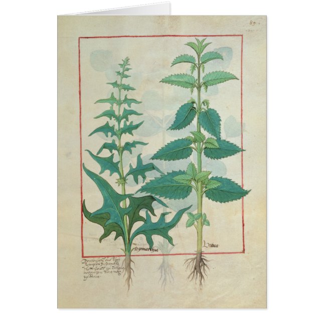 Cartão Urticaceae (Frente)