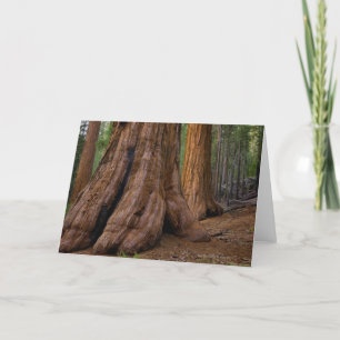Cartão USA, California, Giant Sequoia tree