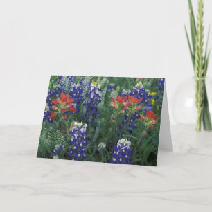 Cartão USA, Texas Hill Country. Bluebonnets and