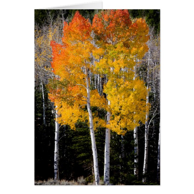 Cartão Utah, EUA. Árvores Aspen (Populus Tremuloides) 3 (Frente)