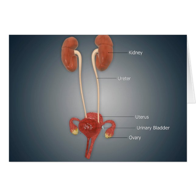 Cartão Utero feminino com ovário, rim e bexiga (Frente Horizontal)