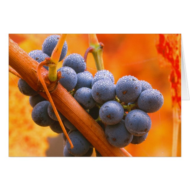 Cartão Uva Madura No Vinhedo (Frente Horizontal)