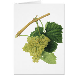 Cartão Uvas Brancas para Vinho na Videira, Frutas Aliment