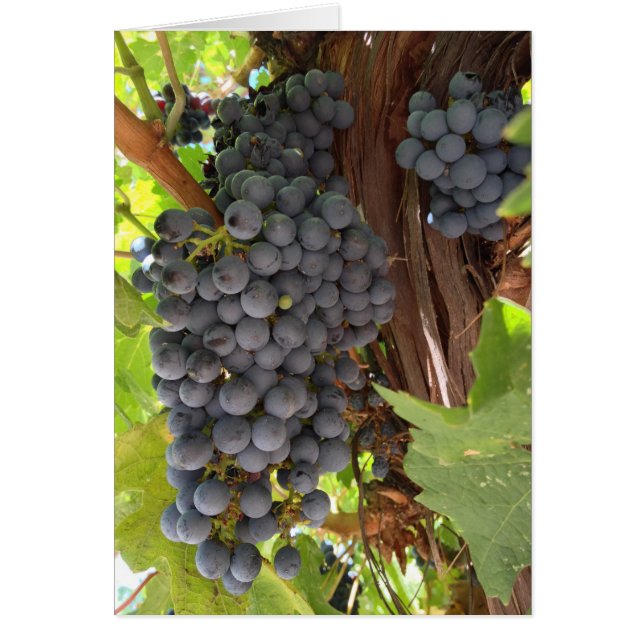 Cartão Uvas de vinhedo (Frente)