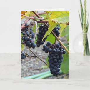Cartão Uvas em adega