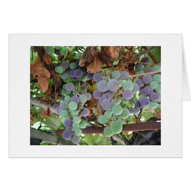 Cartão Uvas em agosto (Frente Horizontal)