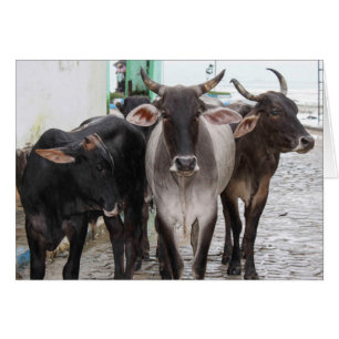 Cartão Vaca