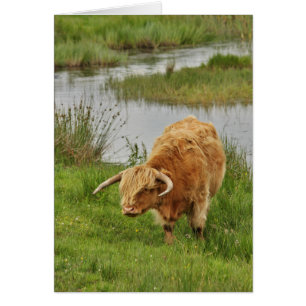 Cartão Vaca das montanhas na grama