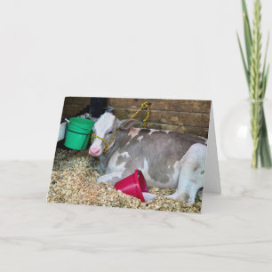 Cartão Vaca de Aniversário em um Cercado de Celeiro com B