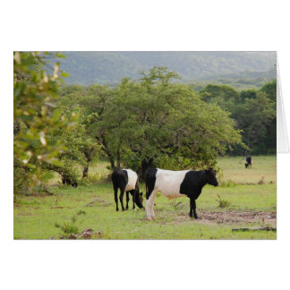 Cartão Vaca de texas2