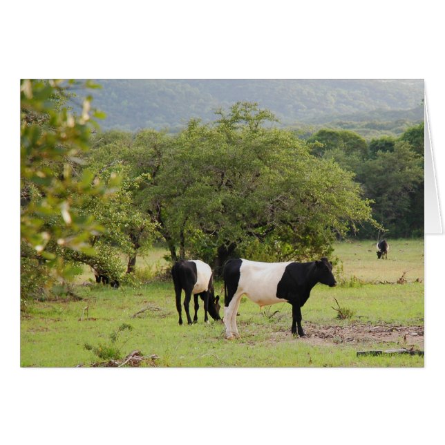 Cartão Vaca de texas2 (Frente Horizontal)