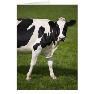 Cartão Vaca frísia