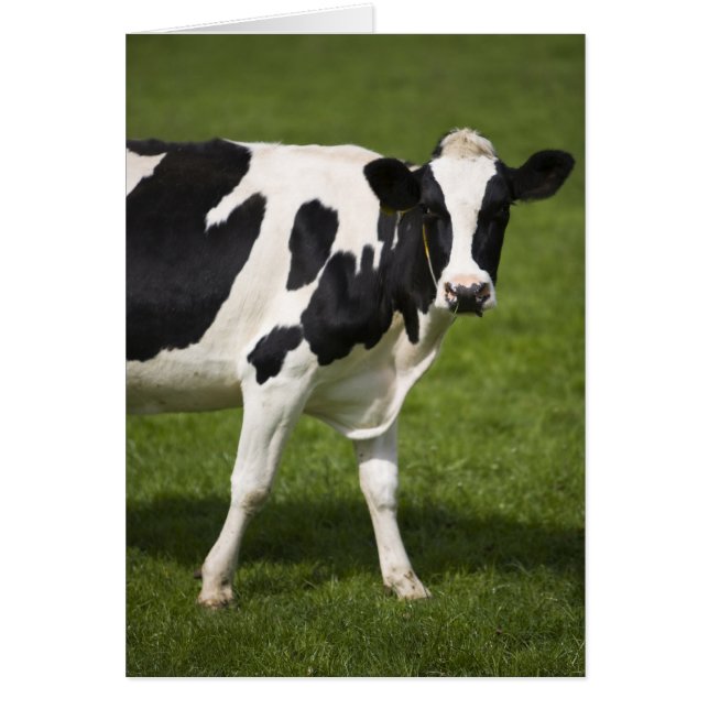 Cartão Vaca frísia (Frente)