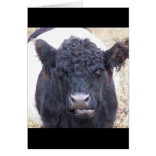 Cartão Vaca Galloway Belada - Emma Rare Breve