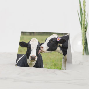Cartão Vaca Holstein de Aniversário Beijando no Pasto da