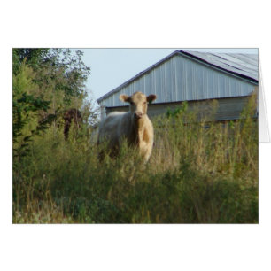Cartão Vaca na Pastura