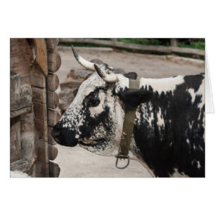 Cartão Vaca Pied de Pustertal