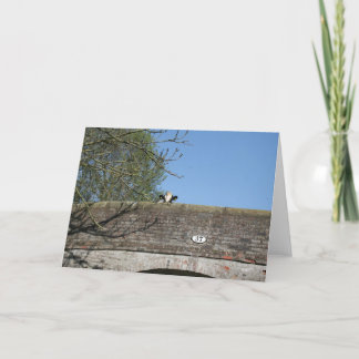 Cartão Vaca que olha sobre o canal Notecard de Llangollen