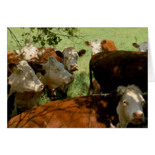 Cartão Vacas de descanso