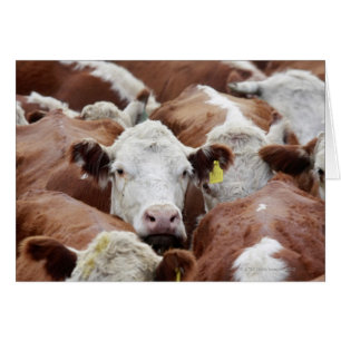 Cartão Vacas em um curral