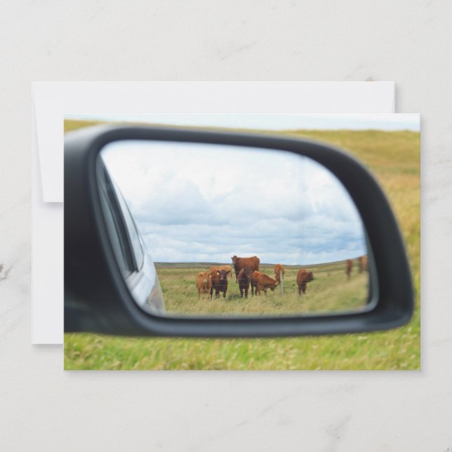 Cartão Vacas no espelho (Frente)