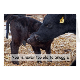 Cartão Vacas Snuggling