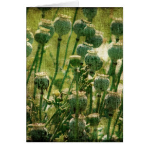 Cartão Vagens da semente de flor da papoila