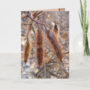 Cartão Vagens da semente dos locustídeo eriçados