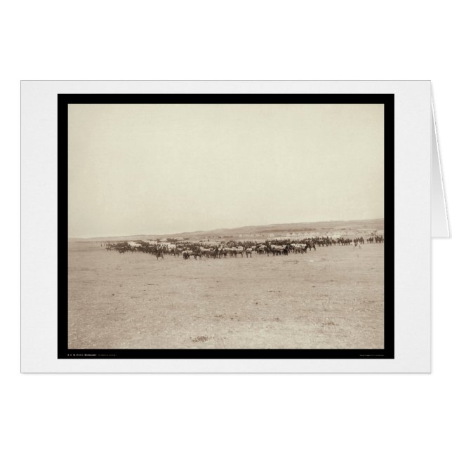 Cartão Vagões da fonte & mulas SD 1887 do bloco (Frente Horizontal)