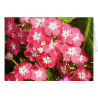 Cartão Vale do Badrinath das Flores 1