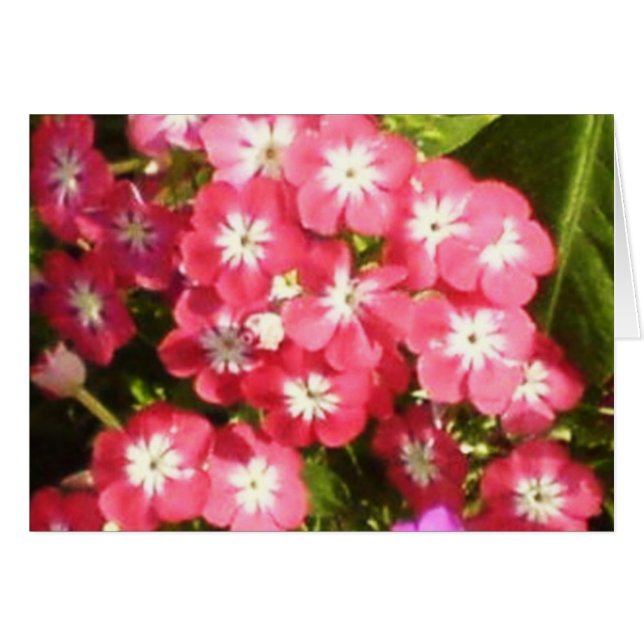 Cartão Vale do Badrinath das Flores 1 (Frente Horizontal)