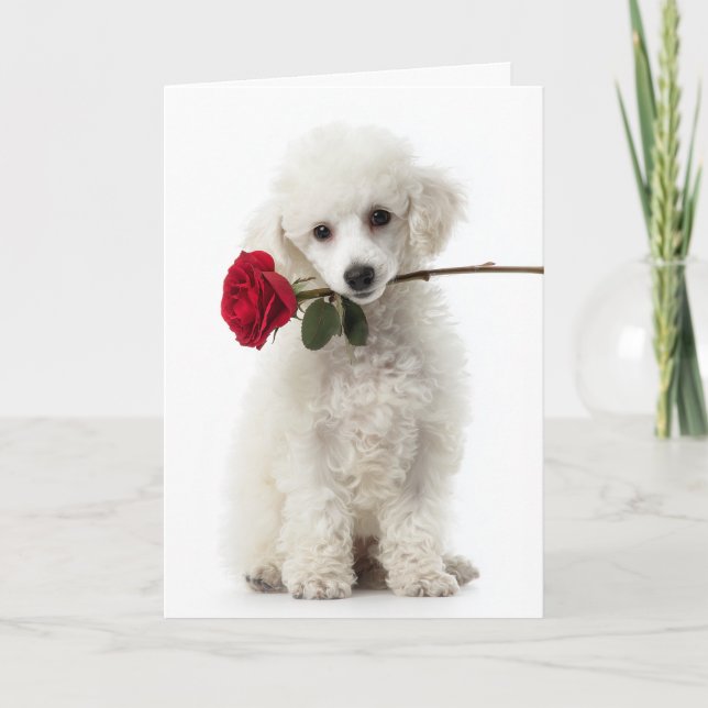 Cartão Valentim de Filhote de Poodle Branco – Amor Doce (Frente)