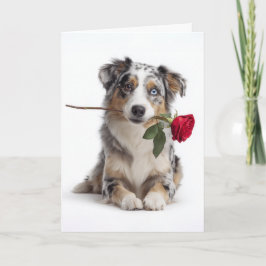 Cartão Valentine Aussie Merle Azul – Amor Devoto