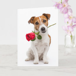 Cartão Valentine do Toy Fox Terrier