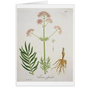 Cartão Valerian de "Phytographie Medicale" pelo Ro de