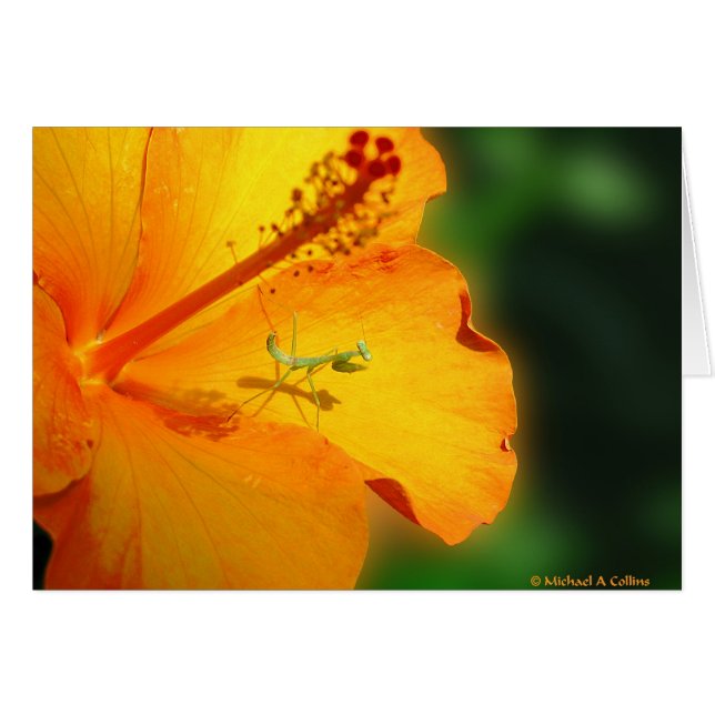 Cartão Vamos rezar (Frente Horizontal)