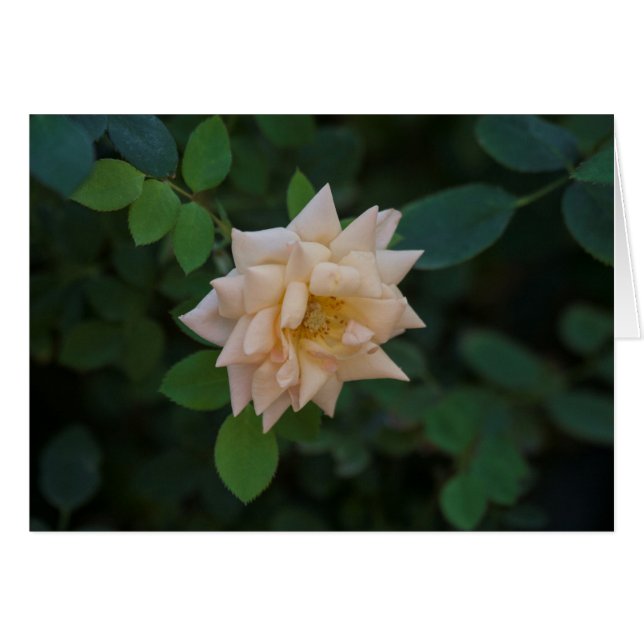 Cartão Vanilla Rosa (Frente Horizontal)