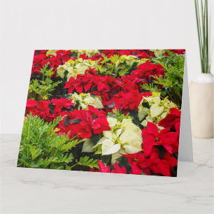 Cartão Variedades de Poinsettia