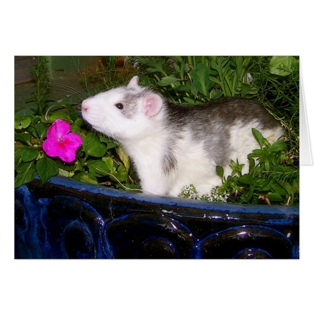 Cartão vazio (Frente Horizontal)