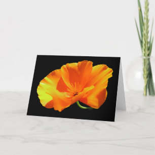 Cartão Vazio California Poppy