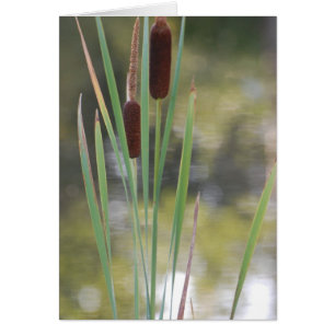 Cartão vazio - Cattails