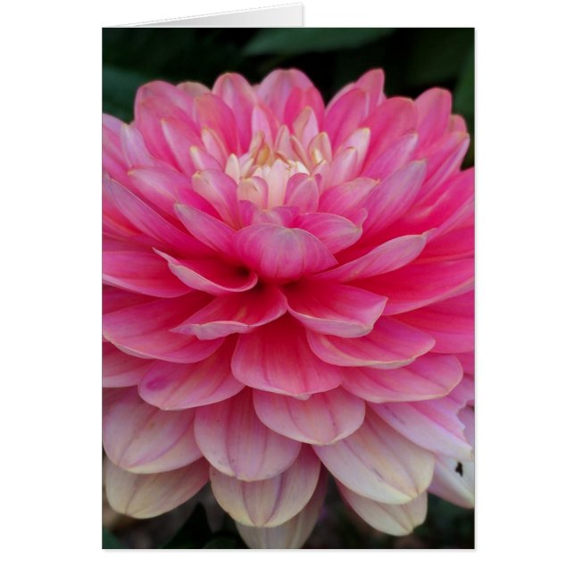 Cartão vazio da dália cor-de-rosa (Frente)